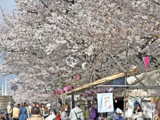 隅田公園（墨田区側）の桜写真２