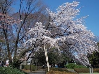 駒沢オリンピック公園の写真３