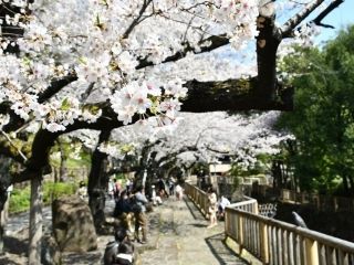 音無親水公園の桜写真２