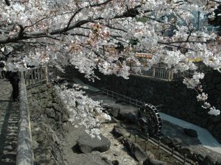 音無親水公園の写真４