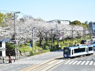 飛鳥山公園の桜写真２