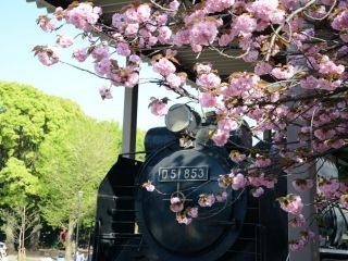 飛鳥山公園の写真４