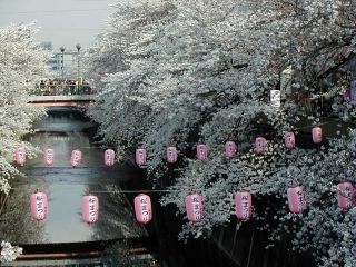 石神井川の桜並木写真２