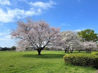 水元公園の桜写真１