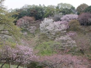 森林総合研究所 多摩森林科学園の桜写真１