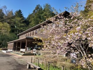 森林総合研究所 多摩森林科学園の桜写真２