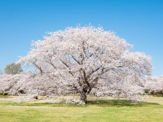 国営昭和記念公園の桜写真１