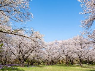 国営昭和記念公園の桜写真２