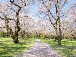 国営昭和記念公園の写真３