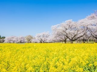 国営昭和記念公園の写真４