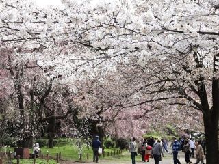 神代植物公園の桜写真２