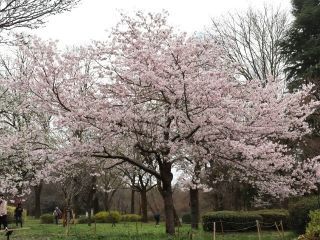 神代植物公園の写真３