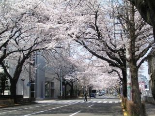 国立市大学通り・さくら通りの写真３
