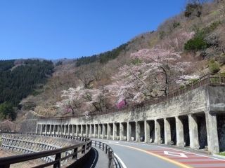 奥多摩湖の桜写真２
