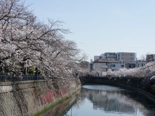 大岡川プロムナードの桜写真１