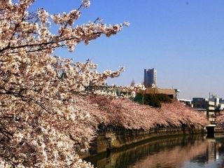 大岡川プロムナードの写真４