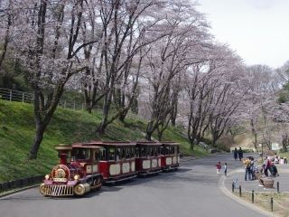 こどもの国の桜写真１