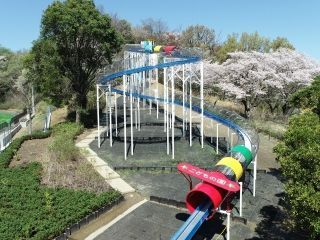 こどもの国の桜写真２