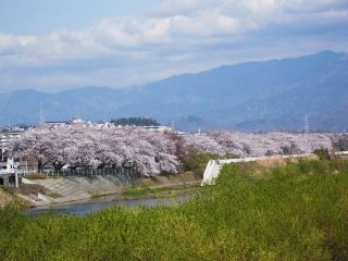 金目川桜並木写真２