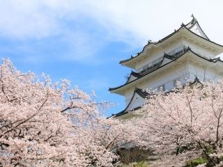 小田原城址公園の桜写真１