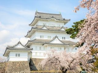 小田原城址公園の桜写真２