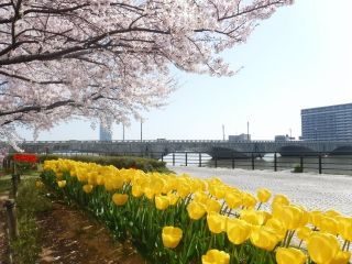 信濃川やすらぎ堤緑地の桜写真１