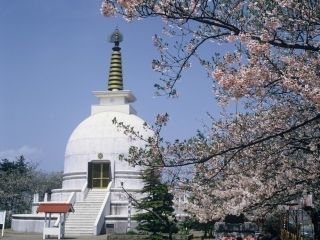 秋葉公園の桜写真１