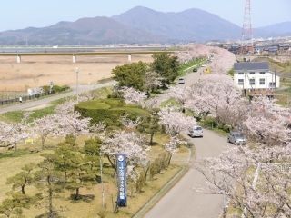 大河津分水桜並木写真１