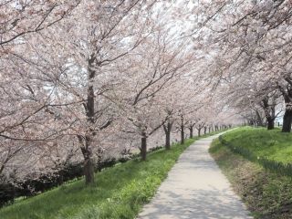 大河津分水桜並木写真２