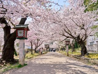 弥彦公園の桜写真１