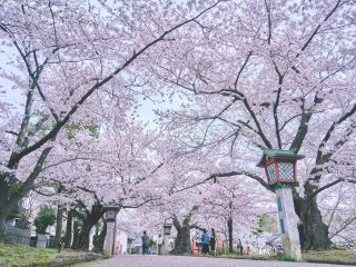 弥彦公園の桜写真２