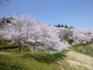 城ヶ山公園の桜写真1