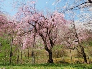 城ヶ山公園の桜写真2