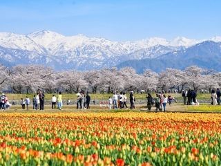 あさひ舟川「春の四重奏」の桜写真１