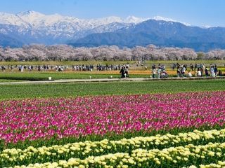 あさひ舟川「春の四重奏」の桜写真２
