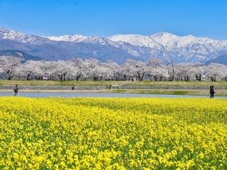 あさひ舟川「春の四重奏」の写真３