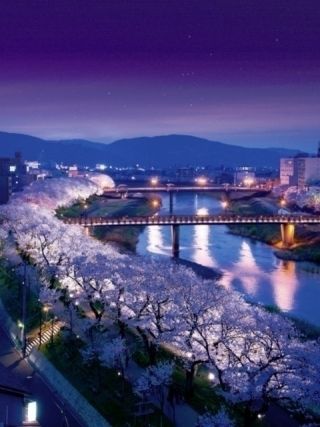 足羽川桜並木写真２