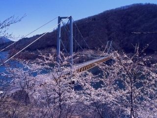 九頭竜万本さくらの写真３