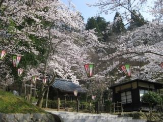 花筐公園の桜写真２