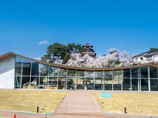 丸岡城(霞ヶ城公園)の桜写真1
