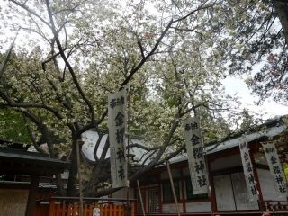 金櫻神社の桜写真1