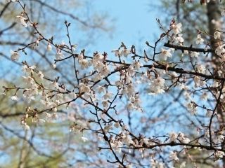 富士山吉田口登山道中ノ茶屋エリアの桜写真２