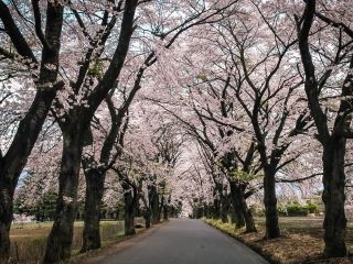 眞原桜並木写真1