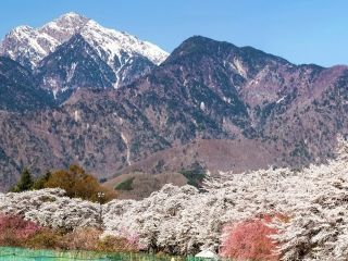 眞原桜並木写真2