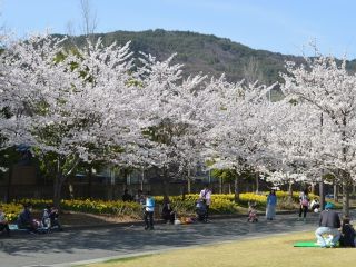 城山公園（長野県）の桜写真２