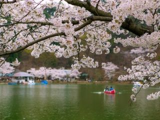 須坂市臥竜公園の桜写真２