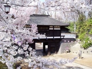 小諸城址 懐古園の桜写真１
