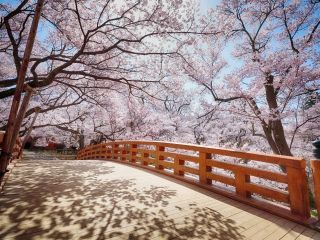 高遠城址公園さくら祭り写真１