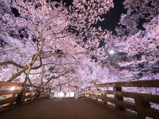 高遠城址公園さくら祭りの写真４