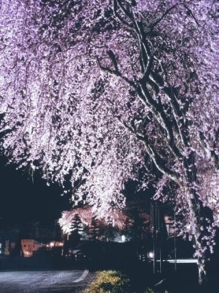 光前寺のシダレザクラ写真２